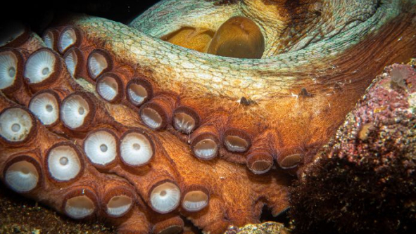 Expert Guide to Tentacle Dildos: What Are They and How to Use Them Safely in 2026