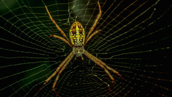 Beginner’s Guide to Spider Gag and How To Use It Safely in 2026